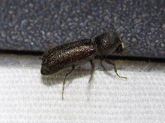 Amphicerus cornutus
