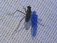 Hydrophorinae