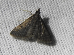 Steniodes declivalis