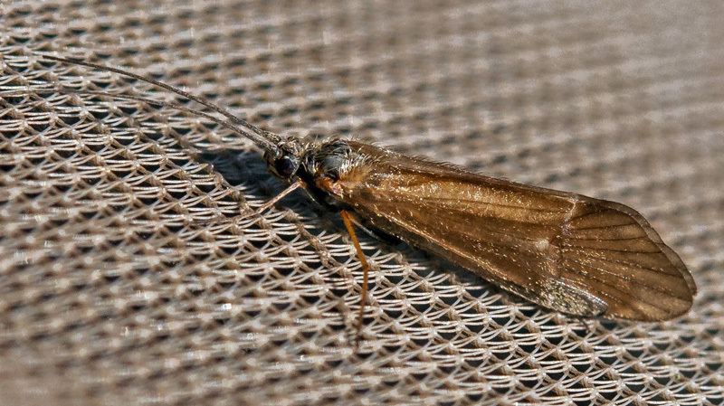 Apatania stigmatella