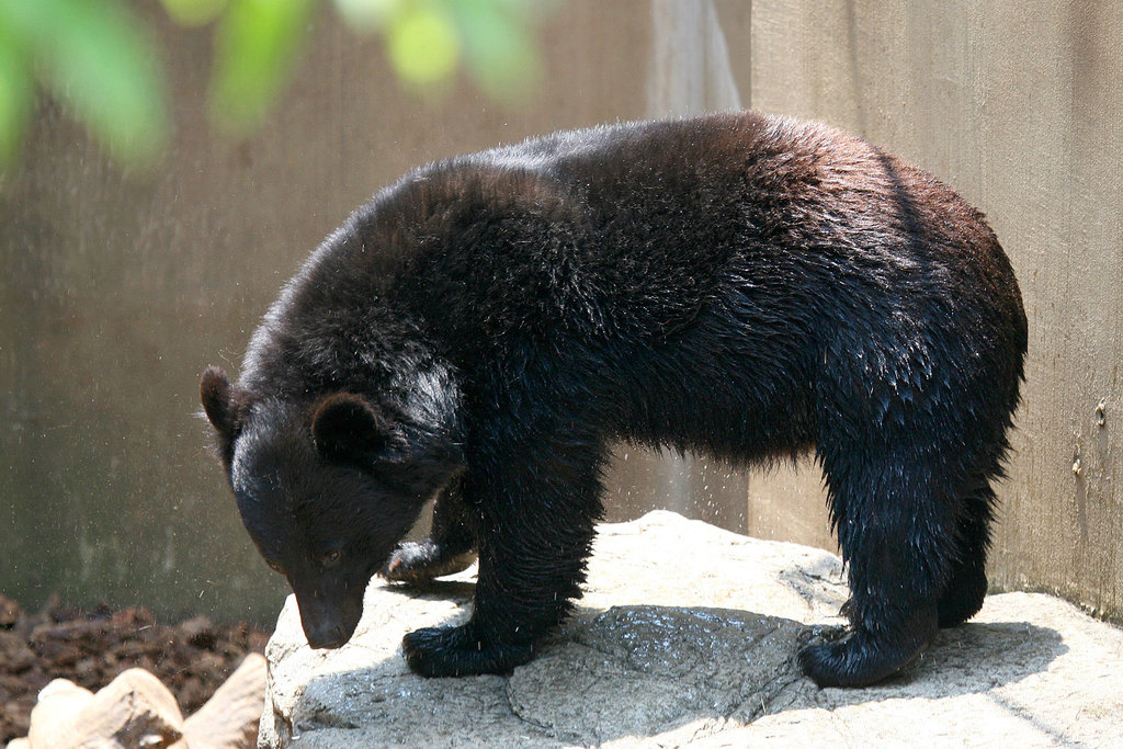 Japanese Black Bear (Ursus thibetanus japonicus) - Know Your Mammals