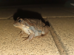 Limnodynastes dumerilii dumerilii