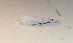 Eoreuma densellus
