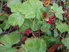 Rubus humulifolius