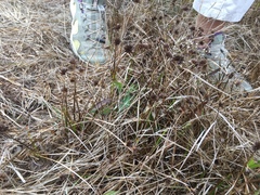 Juncus phaeocephalus