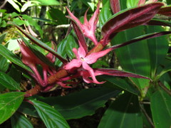 Columnea schiedeana