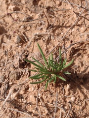 Phemeranthus confertiflorus