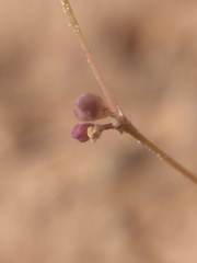 Phemeranthus confertiflorus