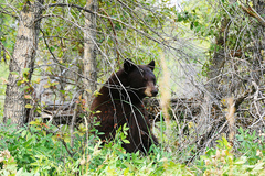 Ursus americanus