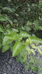 Jasminum auriculatum