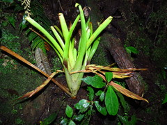 Tillandsia multicaulis