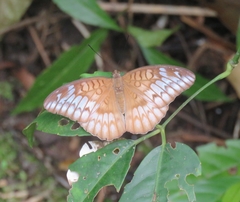 Tanaecia