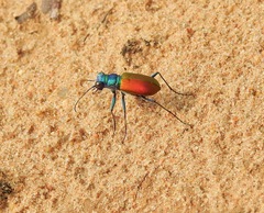 Cicindela scutellaris scutellaris