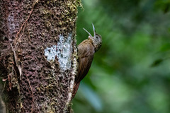 Xiphorhynchus elegans