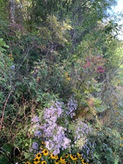Symphyotrichum novae-angliae