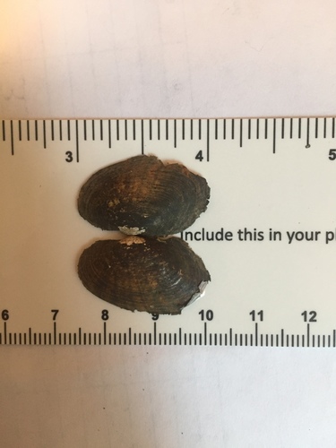 Lampsilis radiata