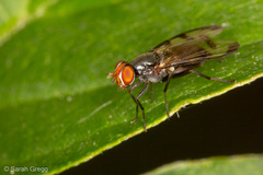 Otitinae