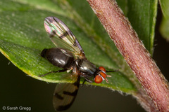 Otitinae