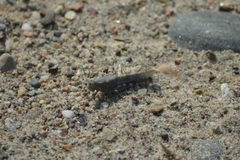 Sphingonotus caerulans caerulans