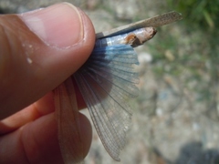 Sphingonotus caerulans caerulans