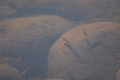 Poeciliidae