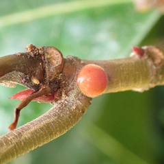Chilocorus circumdatus