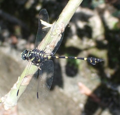 Ictinogomphus