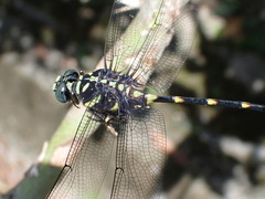 Ictinogomphus
