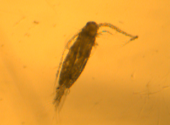 Acartia tonsa