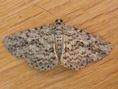 Psilosticha mactaria