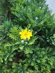 Euryops pectinatus