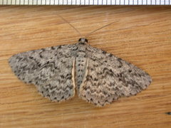 Psilosticha mactaria