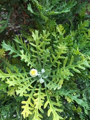 Euryops pectinatus