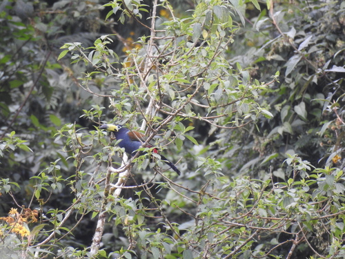 Hooded Mountain Toucan (Andigena cucullata), photo 4