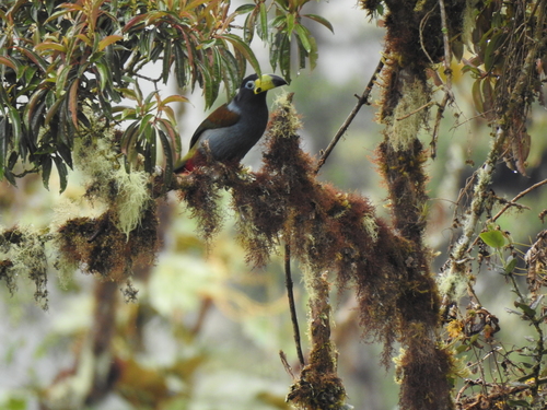 Hooded Mountain Toucan (Andigena cucullata), photo 3