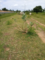 Calotropis procera image