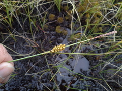 Carex rotundata
