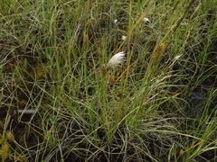 Carex rotundata