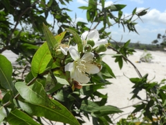 Myrtus