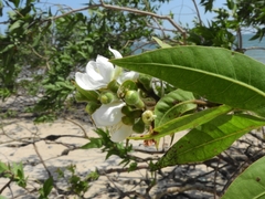 Myrtus