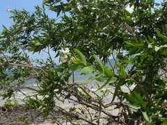 Myrtus