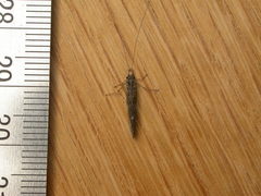 Condocerus paludosus