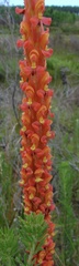 Disa chrysostachya