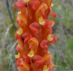 Disa chrysostachya