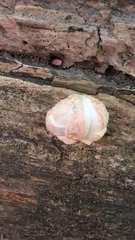 Rhodotus palmatus