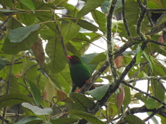 Chlorornis riefferii