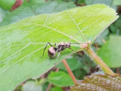 Polyrhachis illaudata
