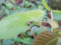 Polyrhachis illaudata
