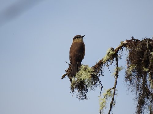 Rufous-bellied Bush Tyrant (Myiotheretes fuscorufus), photo 10