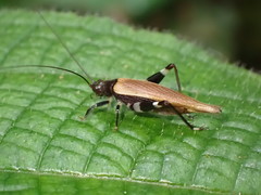 Mnesibulus